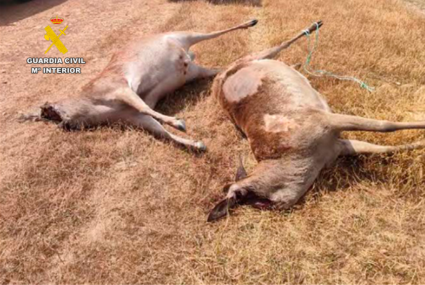 El SEPRONA de la Guardia Civil instruye diligencias por la muerte de dos ciervos sementales de alto valor genético en una granja cinegética de la provincia 2 sepronacr sucesos 2