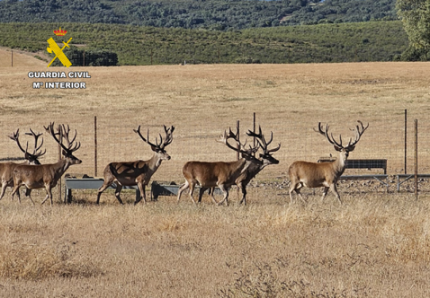El SEPRONA de la Guardia Civil instruye diligencias por la muerte de dos ciervos sementales de alto valor genético en una granja cinegética de la provincia 1 sepronacr sucesos
