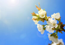 Castilla-La Mancha roza el ambiente primaveral este 24 de febrero: sol, nubes altas y contrastes térmicos