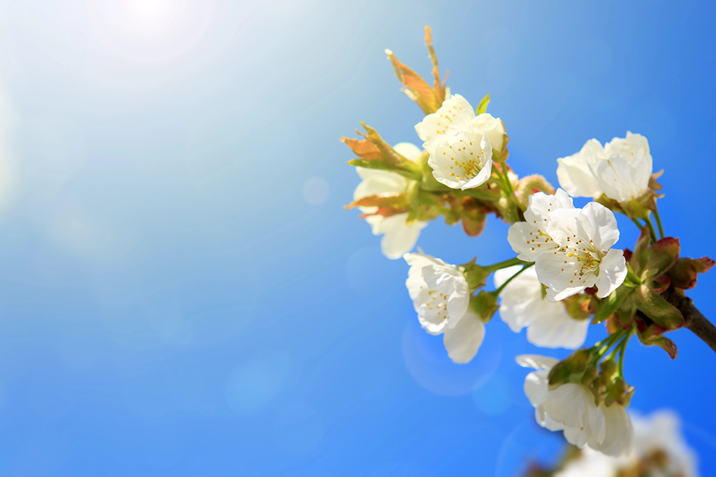 Castilla-La Mancha roza el ambiente primaveral este 24 de febrero: sol, nubes altas y contrastes térmicos