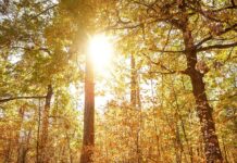 Tiempo en Castilla-La Mancha hoy (21 de febrero): sol, subida de máximas y mañanas frías