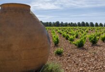 El viñedo desciende en la DO La Mancha, aunque mantiene su liderazgo y diversidad