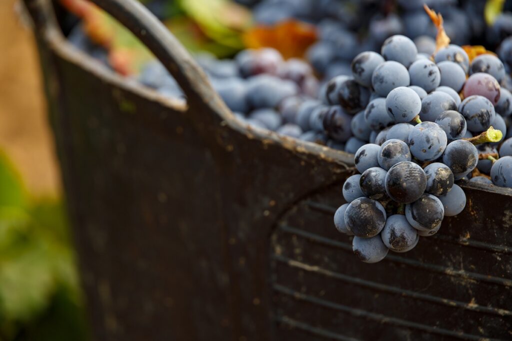 El viñedo desciende en la DO La Mancha, aunque mantiene su liderazgo y diversidad 2 vinedodesciendedo 4