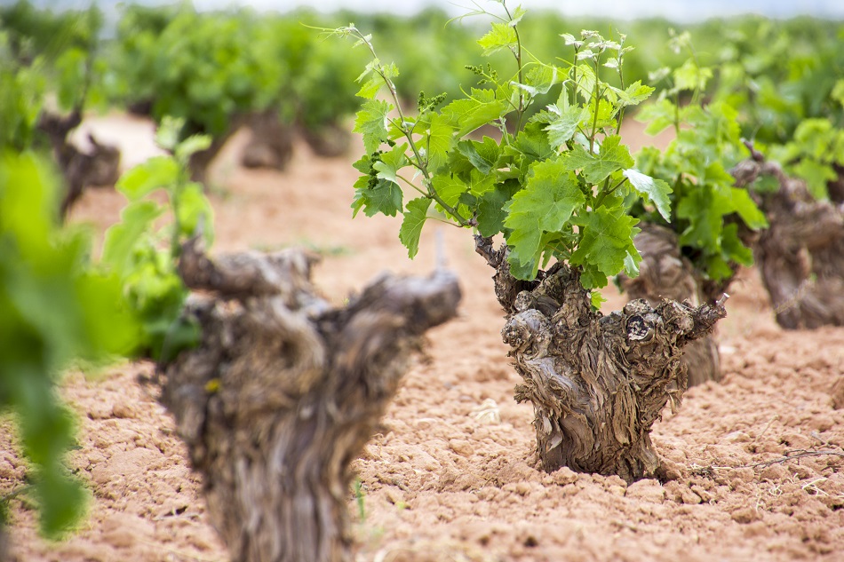 El viñedo desciende en la DO La Mancha, aunque mantiene su liderazgo y diversidad 1 vinedodesciendedo