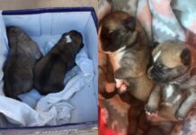 La Guardia Civil de Albacete detiene a dos personas por abandonar tres perros en el interior de un contenedor de basuras La Guardia Civil de Albacete detiene a dos personas por abandonar tres perros en el interior de un contenedor de basuras
