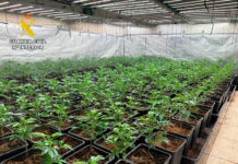 Desmantelada una plantación de alto rendimiento de marihuana indoor en Almodóvar del Campo Desmantelada una plantación de alto rendimiento de marihuana indoor en Almodóvar del Campo