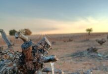 ASAJA Ciudad Real alerta de daños por heladas en viñedo y almendro en un momento clave para estos cultivos ASAJA Ciudad Real alerta de daños por heladas en viñedo y almendro en un momento clave para estos cultivos