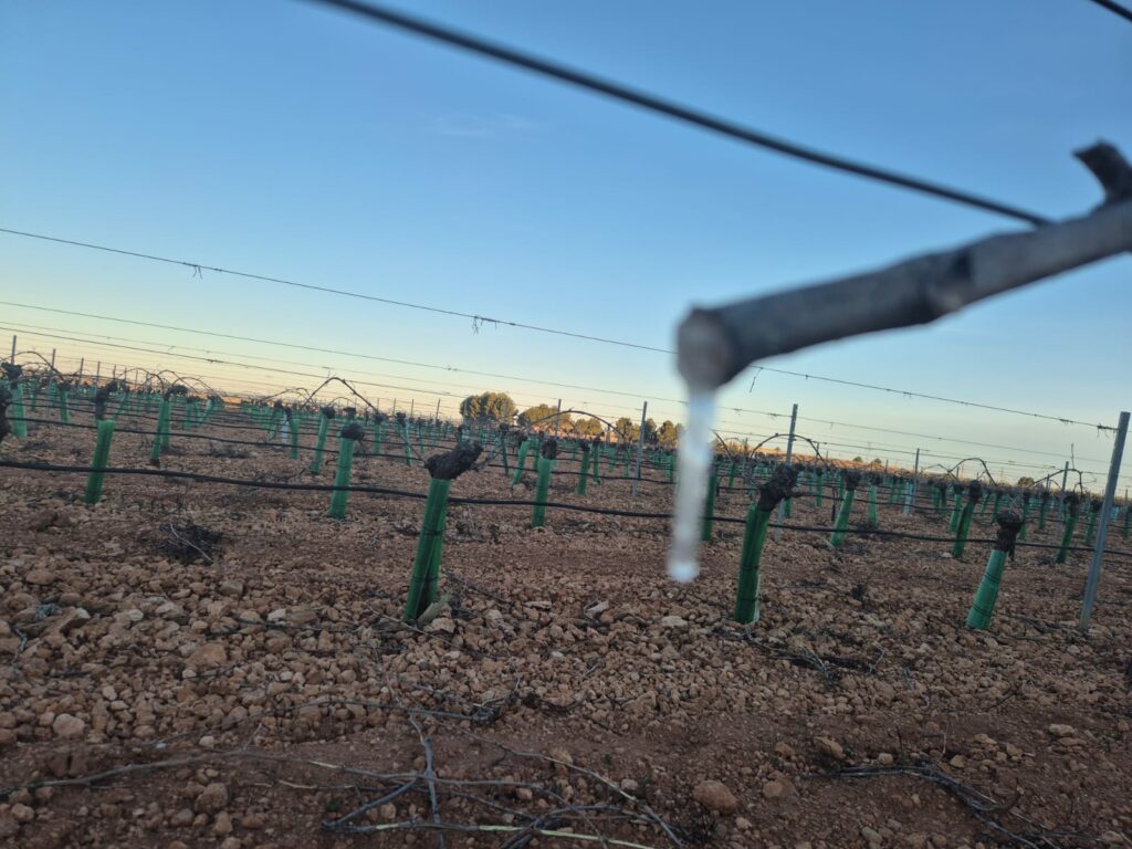 ASAJA Ciudad Real alerta de daños por heladas en viñedo y almendro en un momento clave para estos cultivos 3 asajadanosheladas 3