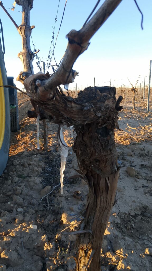 ASAJA Ciudad Real alerta de daños por heladas en viñedo y almendro en un momento clave para estos cultivos 2 asajadanosheladas 4