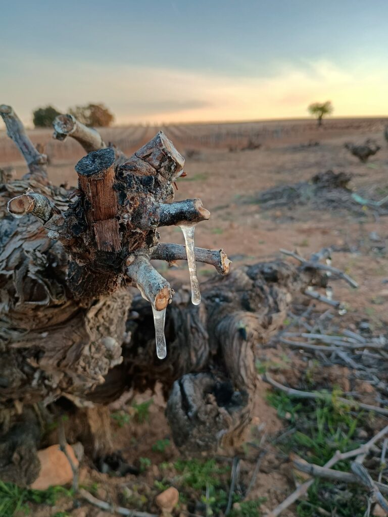 ASAJA Ciudad Real alerta de daños por heladas en viñedo y almendro en un momento clave para estos cultivos 1 asajadanosheladas