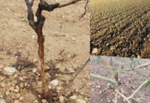 El campo de Horcajo de Santiago dice basta a la plaga de conejos y recurre la resolución de la Junta por falta de soluciones El campo de Horcajo de Santiago dice basta a la plaga de conejos y recurre la resolución de la Junta por falta de soluciones