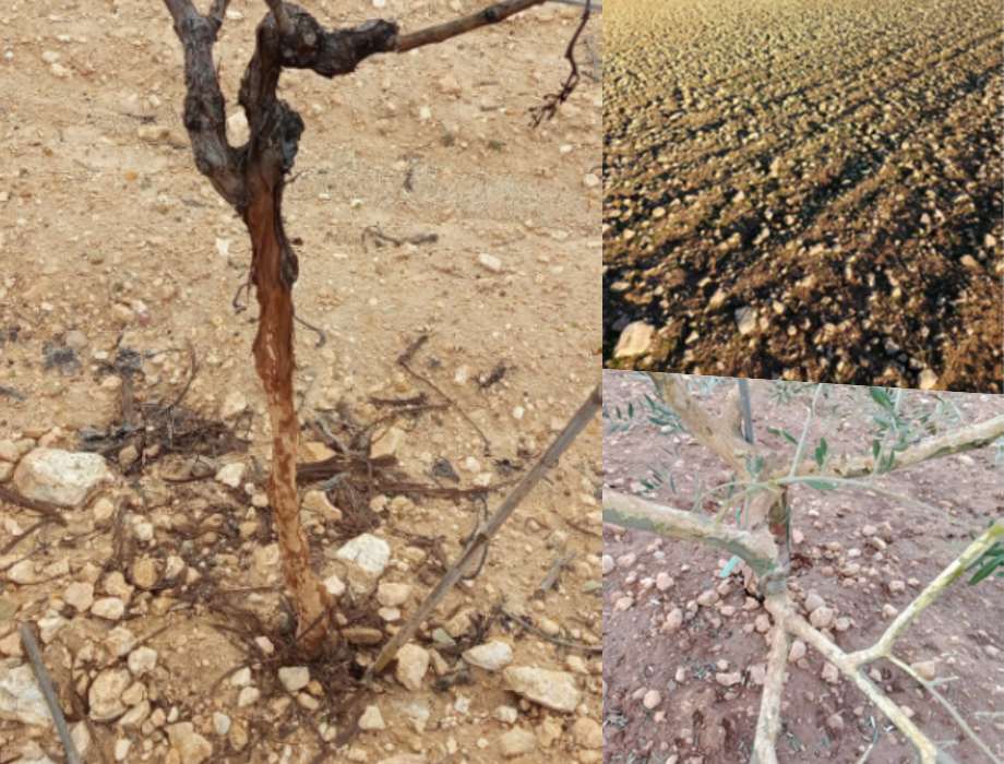 El campo de Horcajo de Santiago dice basta a la plaga de conejos y recurre la resolución de la Junta por falta de soluciones