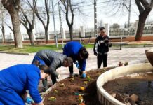 El Centro Ocupacional continúa con el cuidado de las zonas verdes y la plantación de flores en Villacañas El Centro Ocupacional continúa con el cuidado de las zonas verdes y la plantación de flores en Villacañas