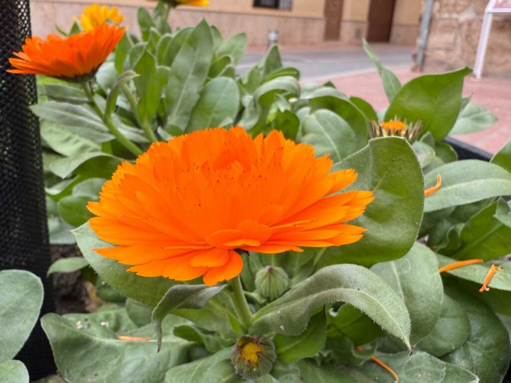 El Centro Ocupacional continúa con el cuidado de las zonas verdes y la plantación de flores en Villacañas 4 centro ocupacional villacanas 3
