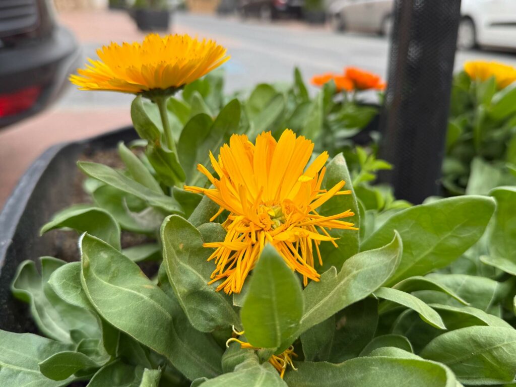 El Centro Ocupacional continúa con el cuidado de las zonas verdes y la plantación de flores en Villacañas 1 centro ocupacional villacanas 6