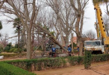 Continúan los trabajos de mantenimiento en el parque de la Constitución de Tomelloso Continúan los trabajos de mantenimiento en el parque de la Constitución