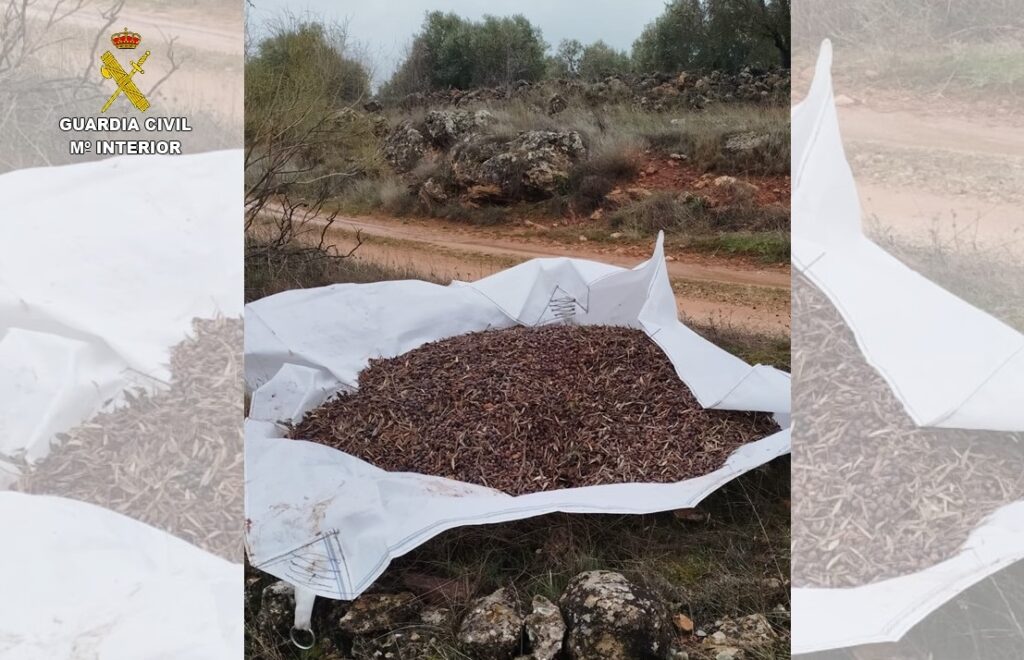 Operación “OLIAMBRA”: desmantelado un clan que saqueaba olivares en plena campaña 4 desmantelado clan olivares 2