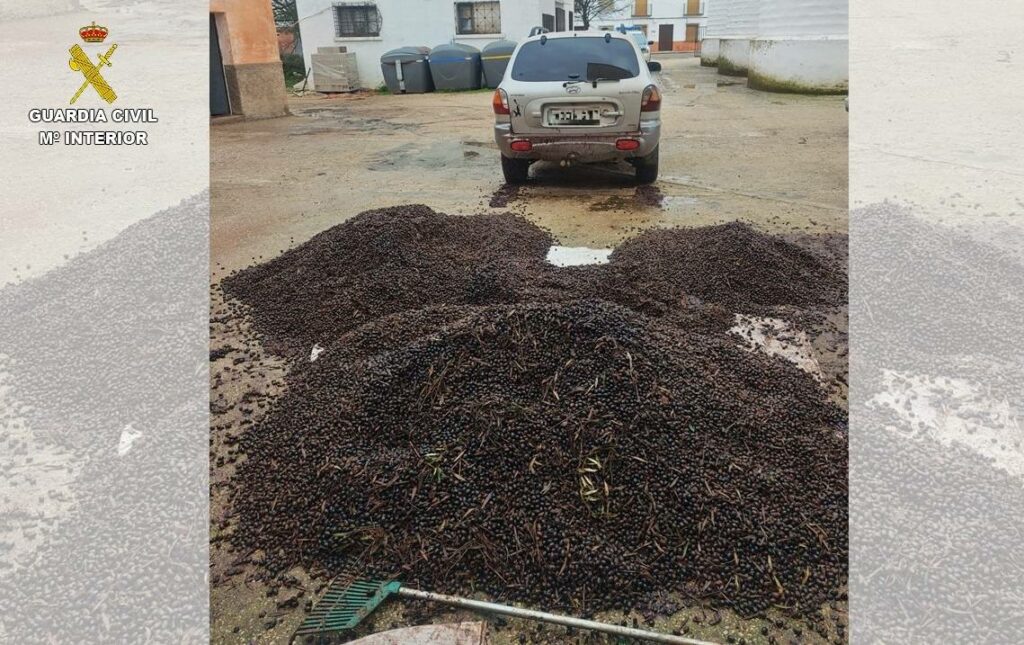 Operación “OLIAMBRA”: desmantelado un clan que saqueaba olivares en plena campaña 1 desmantelado clan olivares 3