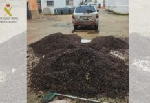 Operación “OLIAMBRA”: desmantelado un clan que saqueaba olivares en plena campaña Operación “OLIAMBRA”: desmantelado un clan que saqueaba olivares en plena campaña