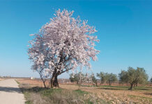 ¿La primavera ya ha llegado? ¿La primavera ya ha llegado?