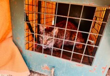 La Consejería de Desarrollo Sostenible avanza en la reintroducción del lince ibérico con la suelta de tres nuevos ejemplares en la provincia La Consejería de Desarrollo Sostenible avanza en la reintroducción del lince ibérico con la suelta de tres nuevos ejemplares en la provincia