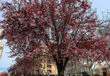 PSOE: «El equipo de Gobierno de Navarro sigue demostrando que no cree en el patrimonio verde de Tomelloso» PSOE: "El equipo de Gobierno de Navarro sigue demostrando que no cree en el patrimonio verde de Tomelloso"