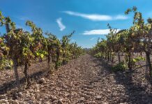 ASAJA CLM exige a la Consejería flexibilizaciones en la PAC como las aprobadas en Andalucía, Extremadura, Madrid o Castilla y León ASAJA CLM exige a la Consejería flexibilizaciones en la PAC como las aprobadas en Andalucía, Extremadura, Madrid o Castilla y León