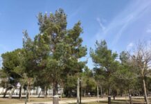 El PSOE alerta del peligro de la procesionaria y denuncia dos años sin tratamiento por la pasividad de PP y Vox El PSOE alerta del peligro de la procesionaria y denuncia dos años sin tratamiento por la pasividad de PP y Vox