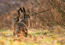 ASAJA Ciudad Real mueve ficha en Tomelloso ante la plaga de conejos que golpea al campo ASAJA Ciudad Real mueve ficha en Tomelloso ante la plaga de conejos que golpea al campo