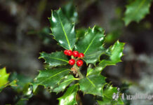 Tomelloso y su flora decorativa: cuando lo que parece inofensivo puede ser venenoso Tomelloso y su flora decorativa: cuando lo que parece inofensivo puede ser venenoso