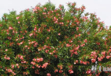 Tomelloso y la adelfa: belleza, resistencia y toxicidad Tomelloso y la adelfa: belleza, resistencia y toxicidad