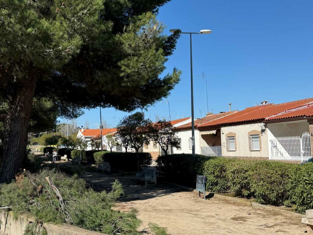 El Ayuntamiento de Villacañas ultima la campaña de poda invernal con actuaciones en más de 400 árboles 3 podainvernalvillacanas 4