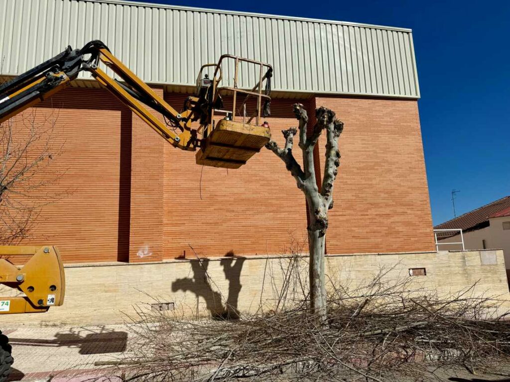 El Ayuntamiento de Villacañas ultima la campaña de poda invernal con actuaciones en más de 400 árboles 4 podainvernalvillacanas 5