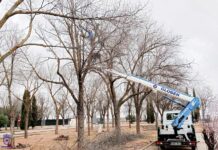 La savia brotando, y el concejal de parques y jardines podando La savia brotando, y el concejal de parques y jardines podando. Artículo de opinión del PSOE de Tomelloso