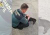 Investigadas varias personas por el SEPRONA de la Guardia Civil dedicadas a la venta fraudulenta de cachorros de perros a través de internet Investigadas varias personas por el SEPRONA de la Guardia Civil dedicadas a la venta fraudulenta de cachorros de perros a través de internet