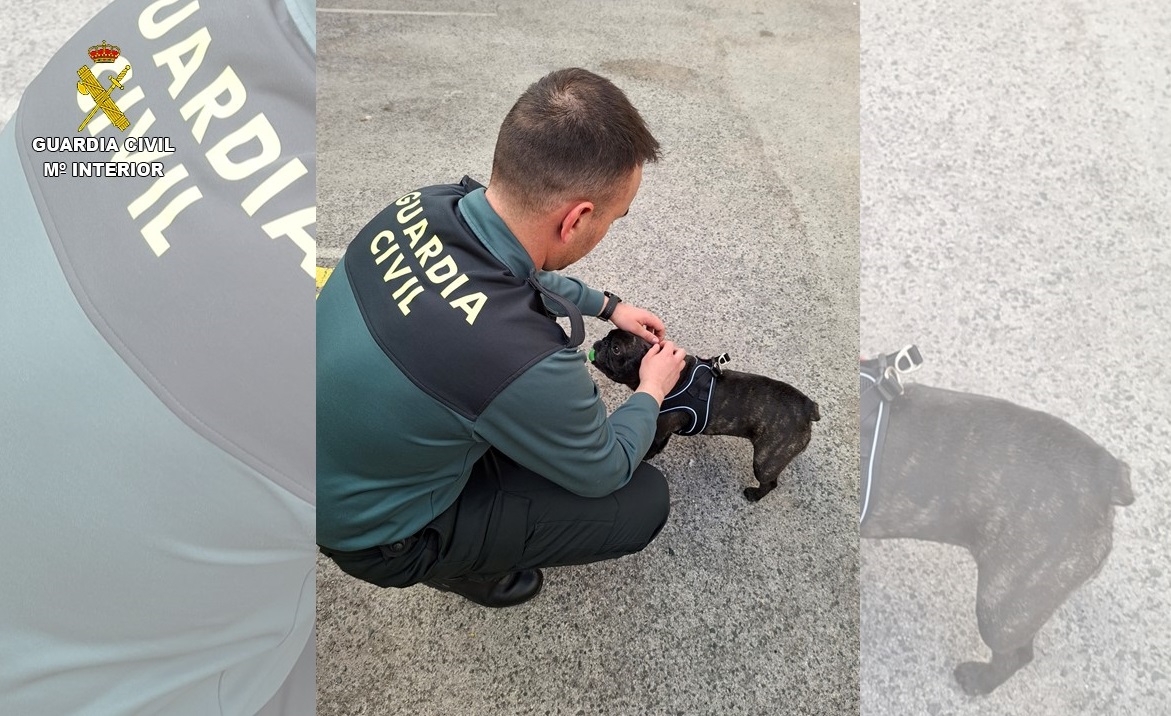 Investigadas varias personas por el SEPRONA de la Guardia Civil dedicadas a la venta fraudulenta de cachorros de perros a través de internet