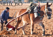 Tomelloso, las tres oes de una tierra que se recuerda con los ojos abiertos Tomelloso, las tres oes de una tierra que se recuerda con los ojos abiertos