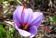 Unión de Uniones señala que el conflicto en Irán evidencia la necesidad de impulsar la producción española de azafrán Unión de Uniones señala que el conflicto en Irán evidencia la necesidad de impulsar la producción española de azafrán