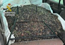 Detenidas dos personas por la receptación de más de 131.000 kilos de aceituna robada Detenidas dos personas por la receptación de más de 131.000 kilos de aceituna robada