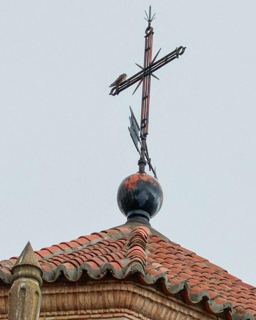 almodovardelcampo cernicalo 2