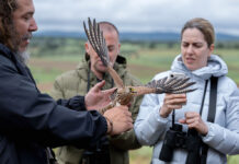 Almodóvar del Campo hace de la III Fiesta del Cernícalo Primilla otra lección de convivencia entre seres humanos y estas aves Almodóvar del Campo hace de la III Fiesta del Cernícalo Primilla otra lección de convivencia entre seres humanos y estas aves