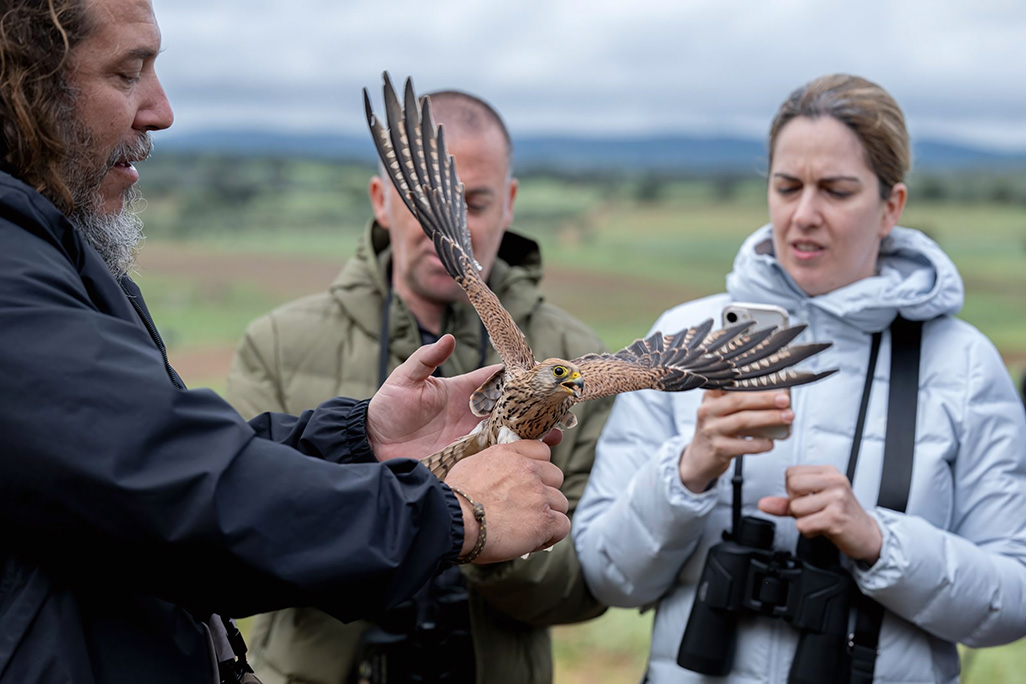 Almodóvar del Campo hace de la III Fiesta del Cernícalo Primilla otra lección de convivencia entre seres humanos y estas aves