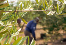 ASAJA Ciudad Real espera que la regularización extraordinaria de inmigrantes garantice mano de obra al campo ASAJA Ciudad Real espera que la regularización extraordinaria de inmigrantes garantice mano de obra al campo