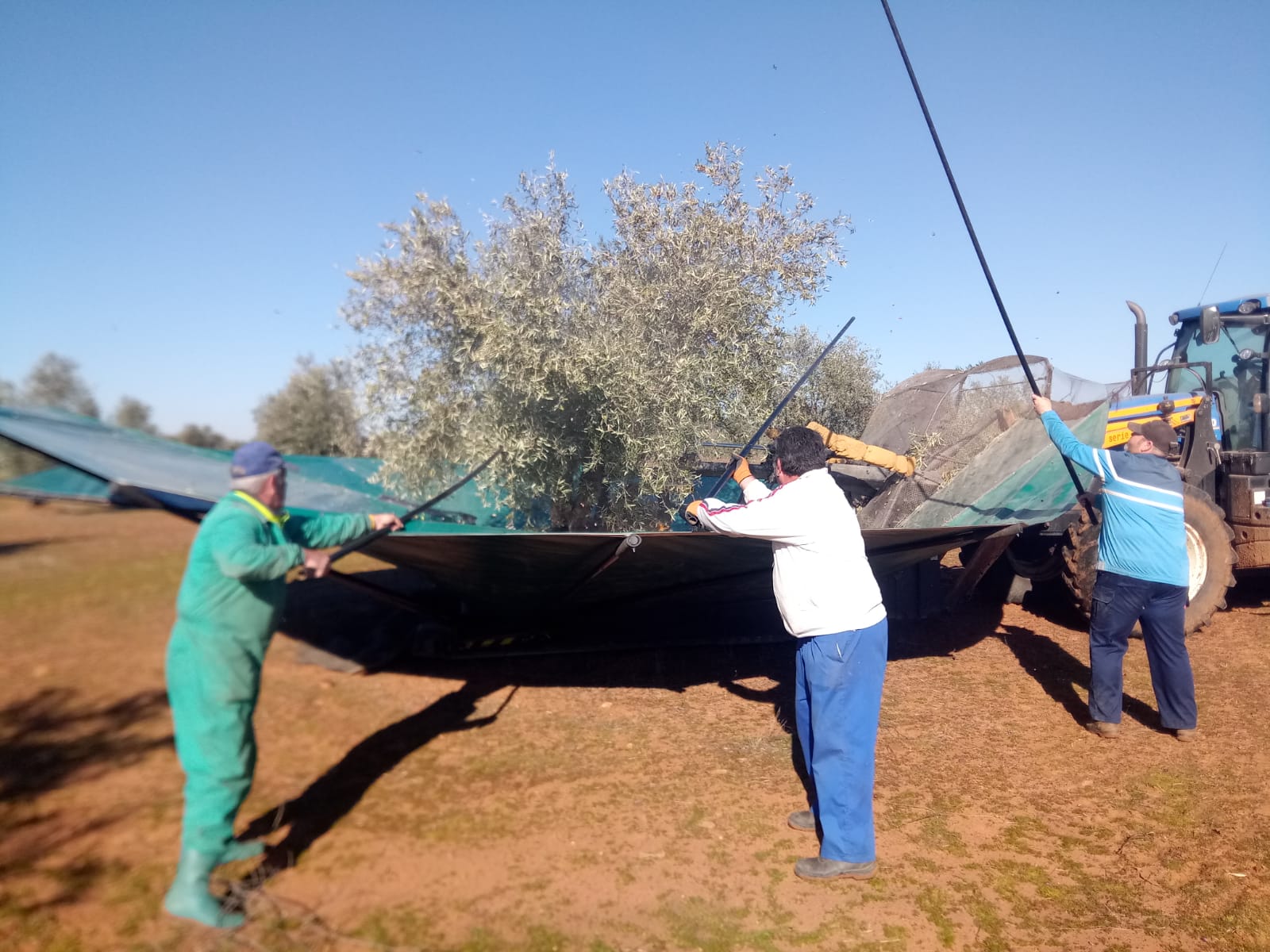 ASAJA Ciudad Real valora el preacuerdo del convenio del campo y alerta del grave problema de falta de mano de obra