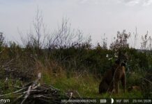 El Parque Nacional de Cabañeros registra, por primera vez en su historia, el nacimiento de una camada de lince ibérico El Parque Nacional de Cabañeros registra, por primera vez en su historia, el nacimiento de una camada de lince ibérico