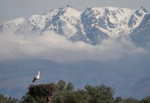 La Campana de Oropesa acogerá el I Maratón Fotográfico “Luces de la Dehesa”, evento gratuito en uno de los grandes destinos de naturaleza de España La Campana de Oropesa acogerá el I Maratón Fotográfico “Luces de la Dehesa”, evento gratuito en uno de los grandes destinos de naturaleza de España