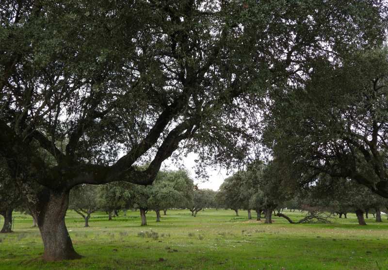 La Campana de Oropesa acogerá el I Maratón Fotográfico “Luces de la Dehesa”, evento gratuito en uno de los grandes destinos de naturaleza de España 3 campana de oropesa 3