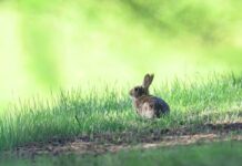 ASAJA CLM propone 18 medidas más para reforzar el Plan de Acción frente a la sobrepoblación de conejo ASAJA CLM propone 18 medidas más para reforzar el Plan de Acción frente a la sobrepoblación de conejo