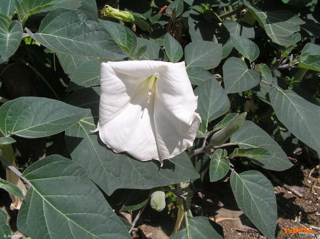 Un paseo por las Flores y Frutos de la Comarca de Tomelloso (VIII) 3 datura inoxia mill