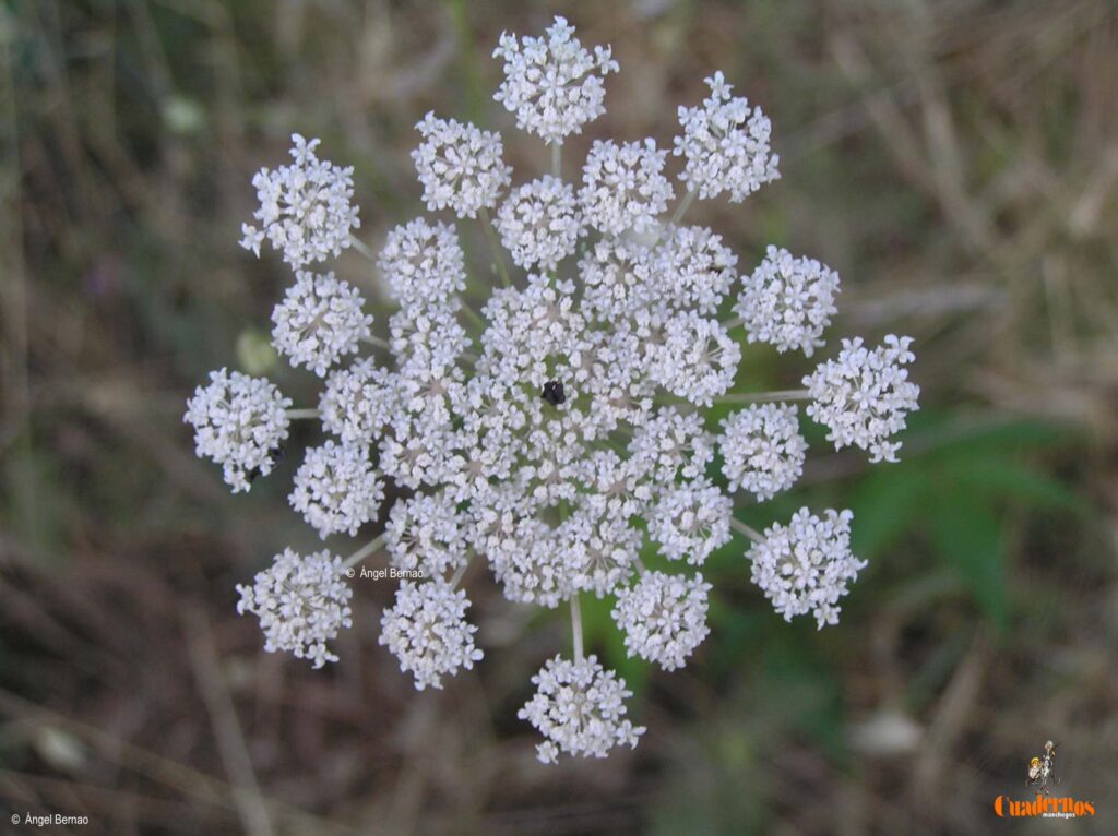 Un paseo por las Flores y Frutos de la Comarca de Tomelloso (VIII) 4 daucus carota